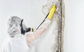 Professional Mold Prevention & Removal  in West Haverstraw, NY